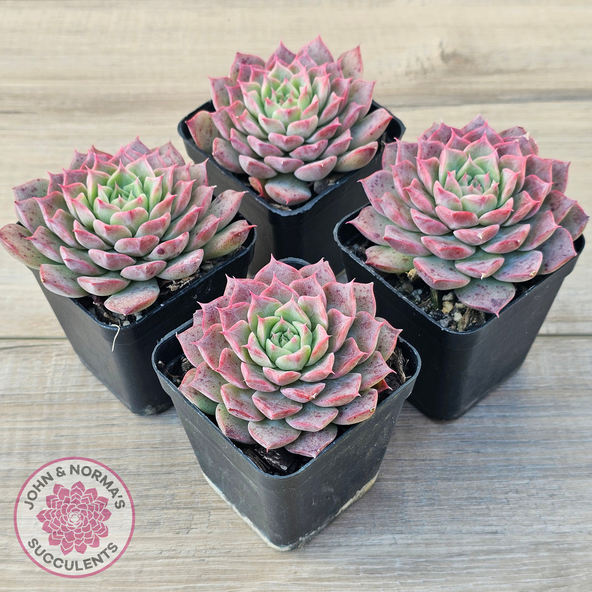 Echeveria 'Conch Girl' aka 'Seashell'