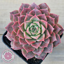 Load image into Gallery viewer, Echeveria 'Conch Girl' aka 'Seashell'