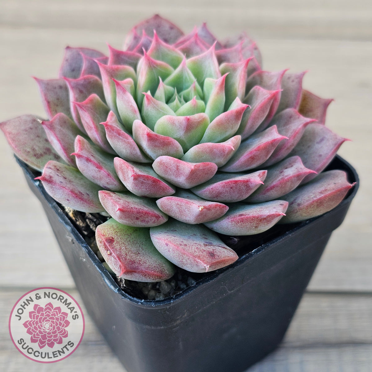 Echeveria 'Conch Girl' aka 'Seashell'