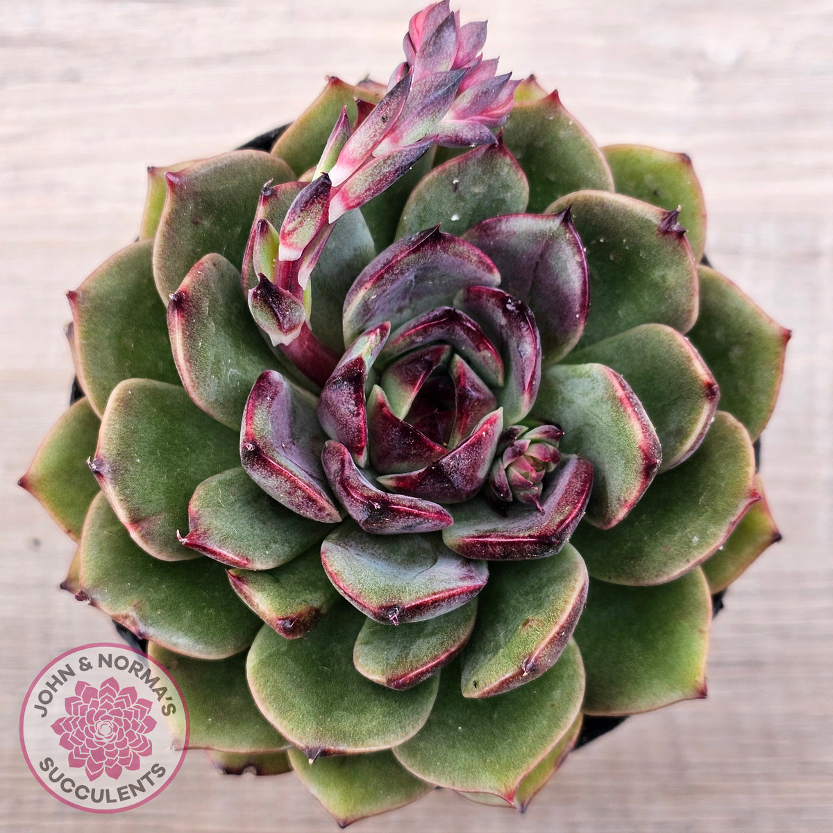 Echeveria 'Coral Rose' (lg)
