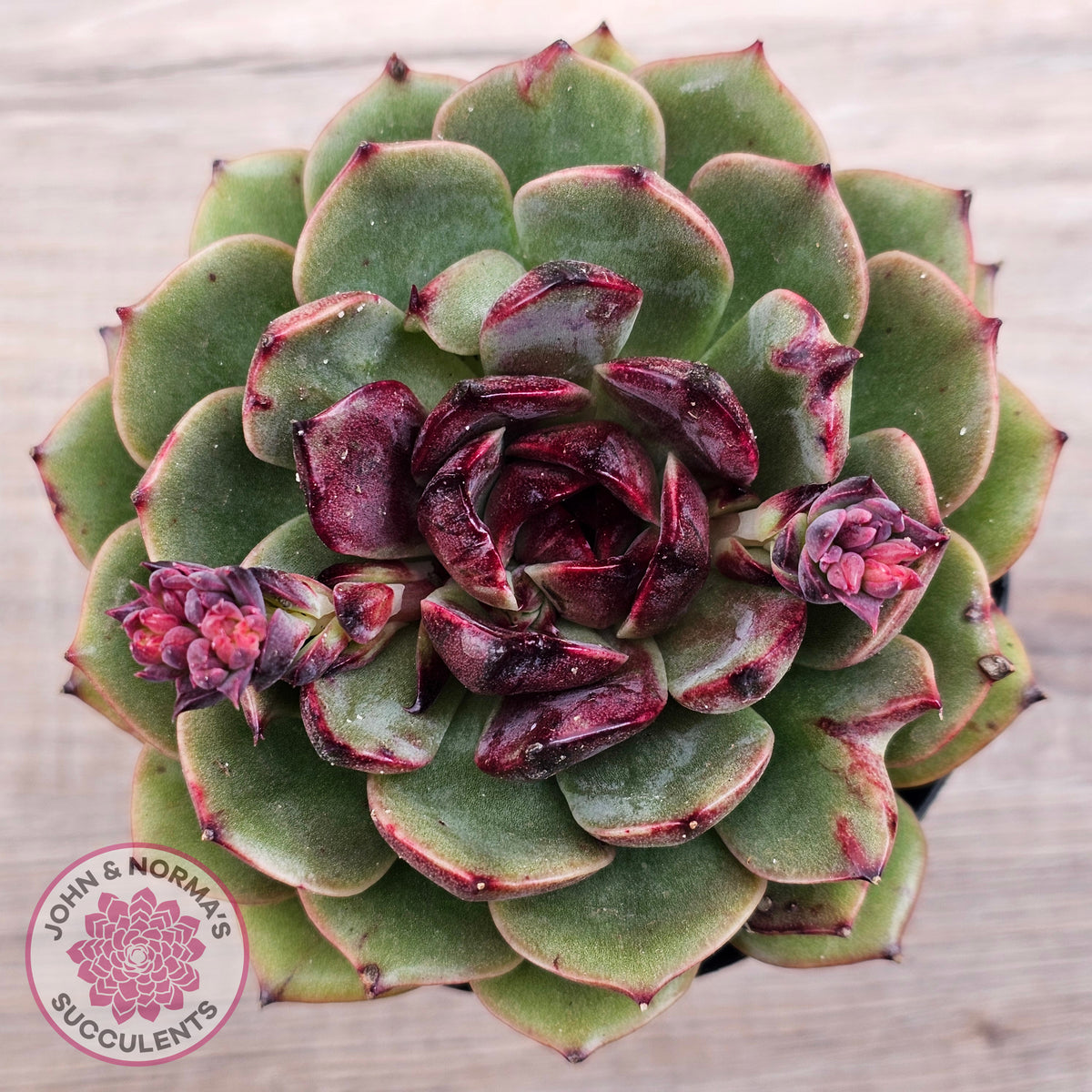 Echeveria 'Coral Rose' (lg)
