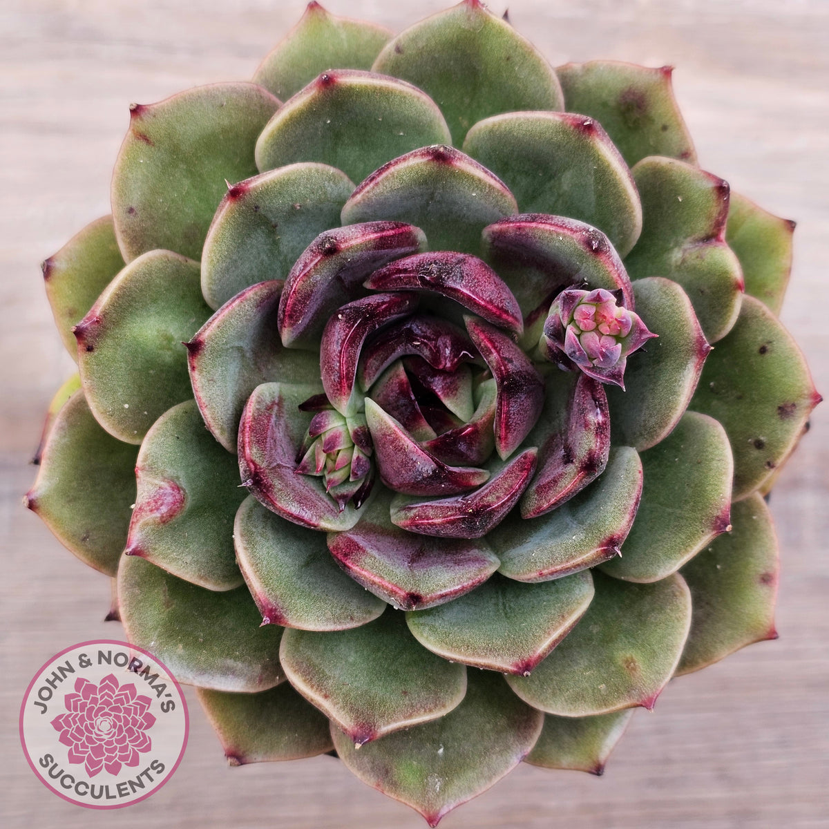 Echeveria 'Coral Rose' (lg)