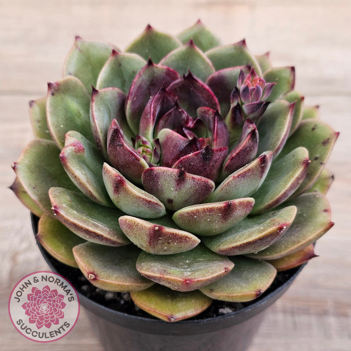 Echeveria 'Coral Rose' (lg)