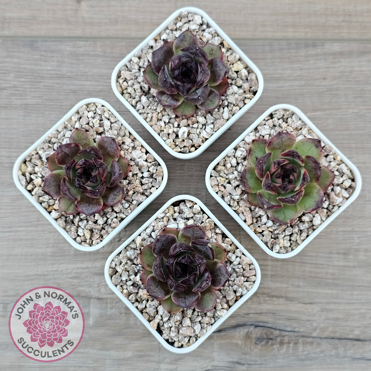 Echeveria 'Coral Rose' (lg)