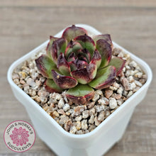 Load image into Gallery viewer, Echeveria 'Coral Rose' (lg)