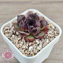 Load image into Gallery viewer, Echeveria 'Coral Rose' (lg)
