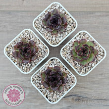 Load image into Gallery viewer, Echeveria 'Coral Rose' (lg)