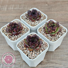 Load image into Gallery viewer, Echeveria 'Coral Rose' (lg)