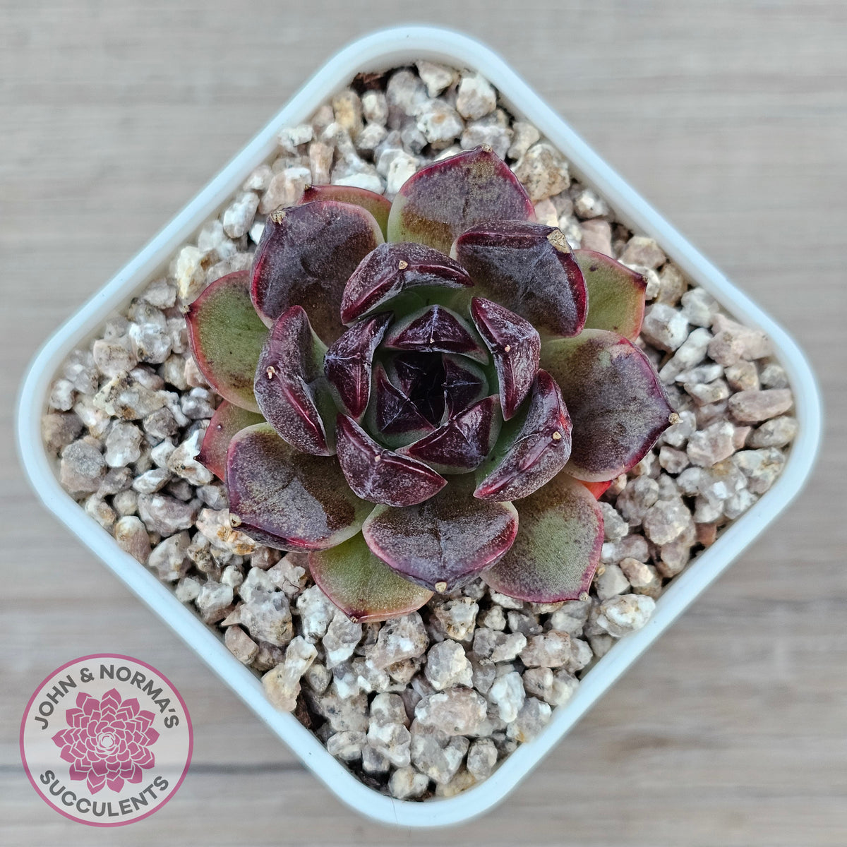 Echeveria 'Coral Rose' (lg)