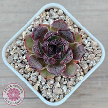 Load image into Gallery viewer, Echeveria 'Coral Rose' (lg)