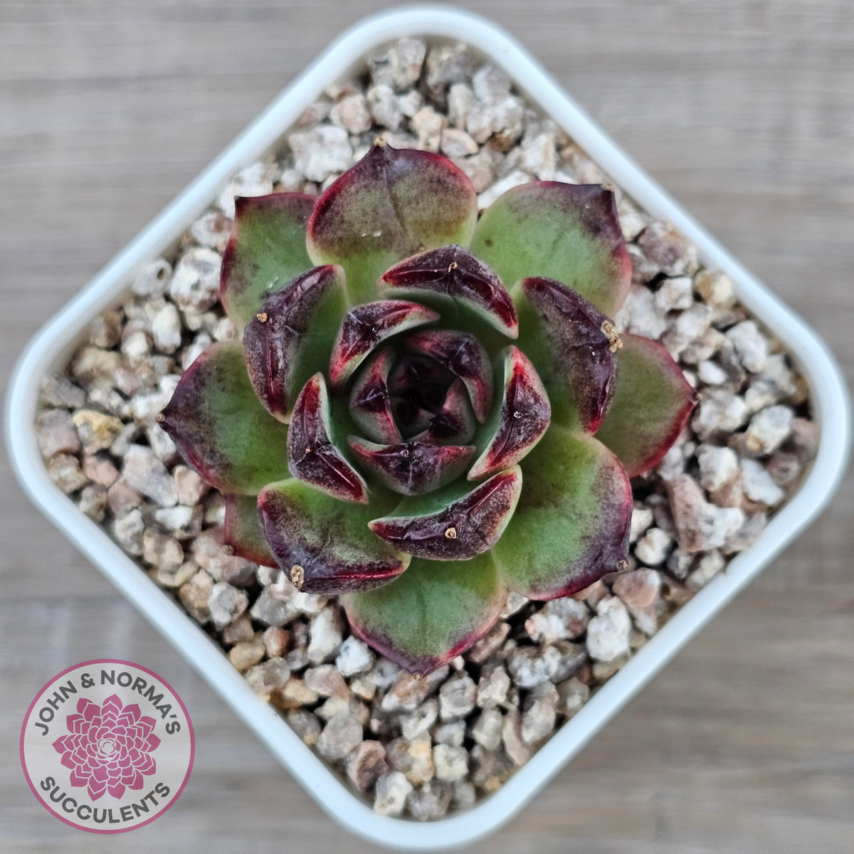 Echeveria 'Coral Rose' (lg)
