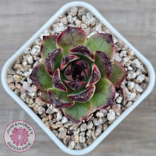 Load image into Gallery viewer, Echeveria 'Coral Rose' (lg)