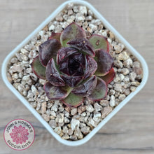 Load image into Gallery viewer, Echeveria 'Coral Rose' (lg)