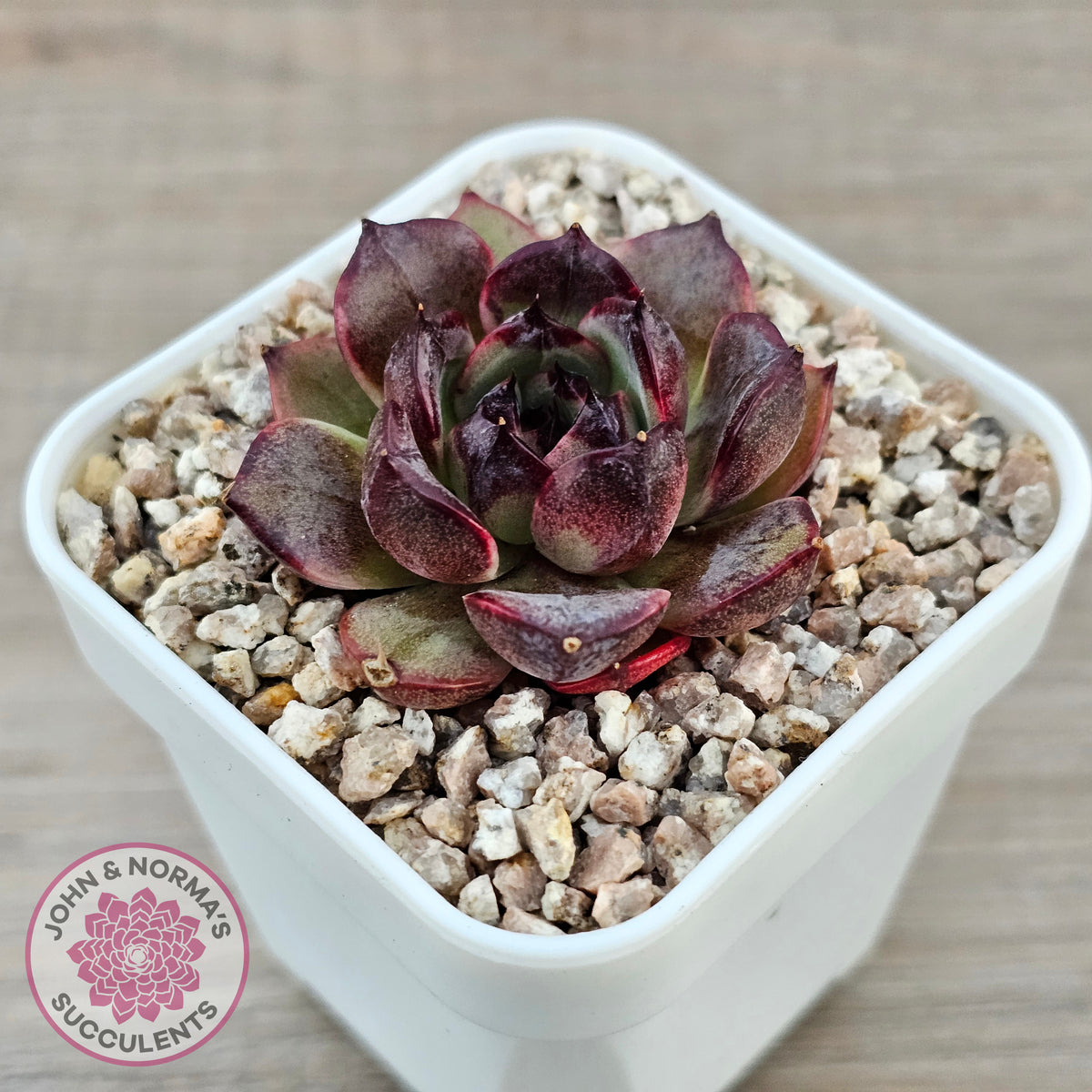 Echeveria 'Coral Rose' (lg)
