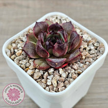 Load image into Gallery viewer, Echeveria 'Coral Rose' (lg)