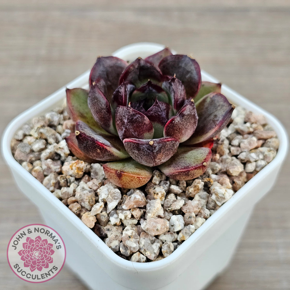 Echeveria 'Coral Rose' (lg)