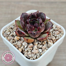 Load image into Gallery viewer, Echeveria 'Coral Rose' (lg)