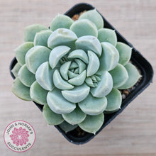 Load image into Gallery viewer, Echeveria 'Cream Jade'