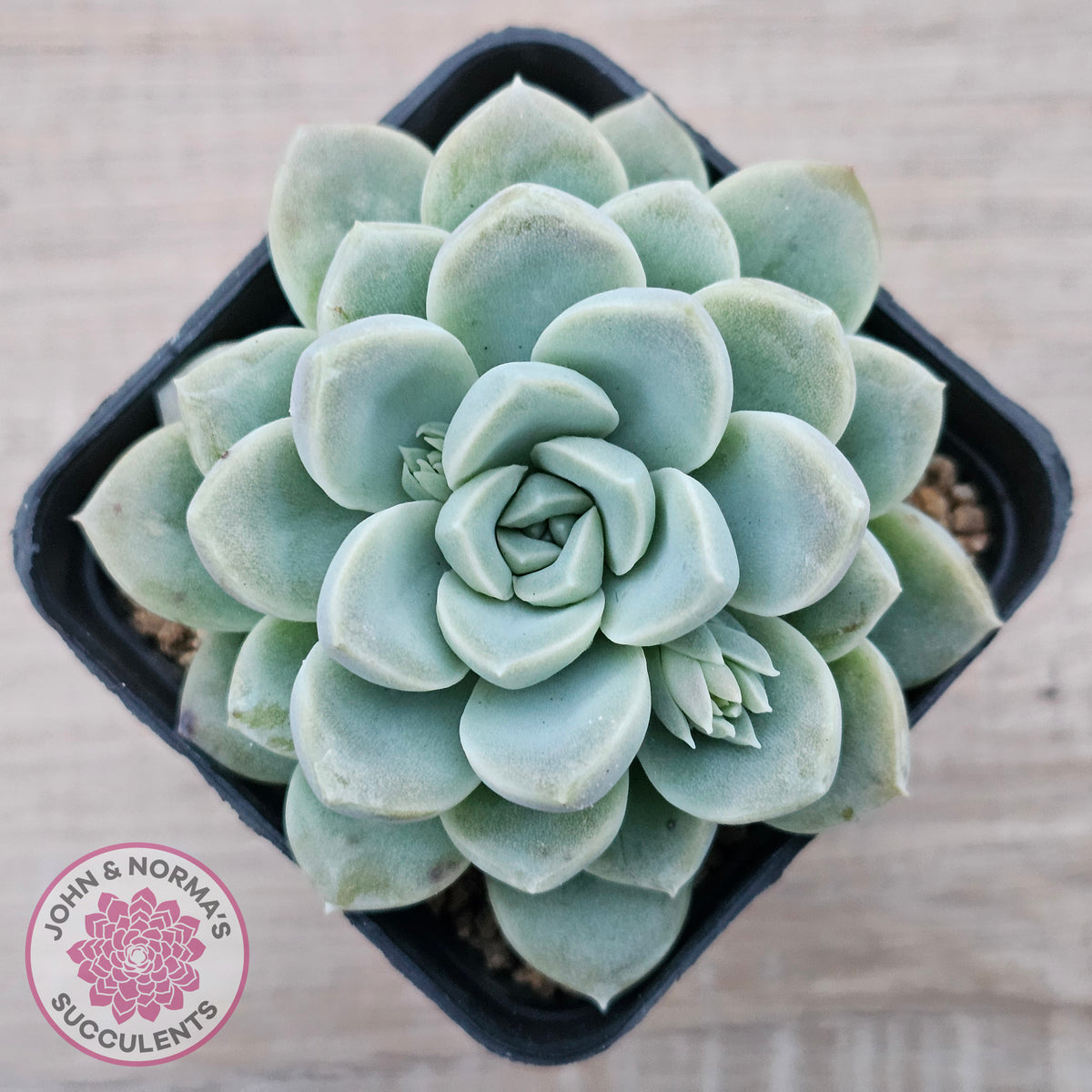 Echeveria 'Cream Jade'