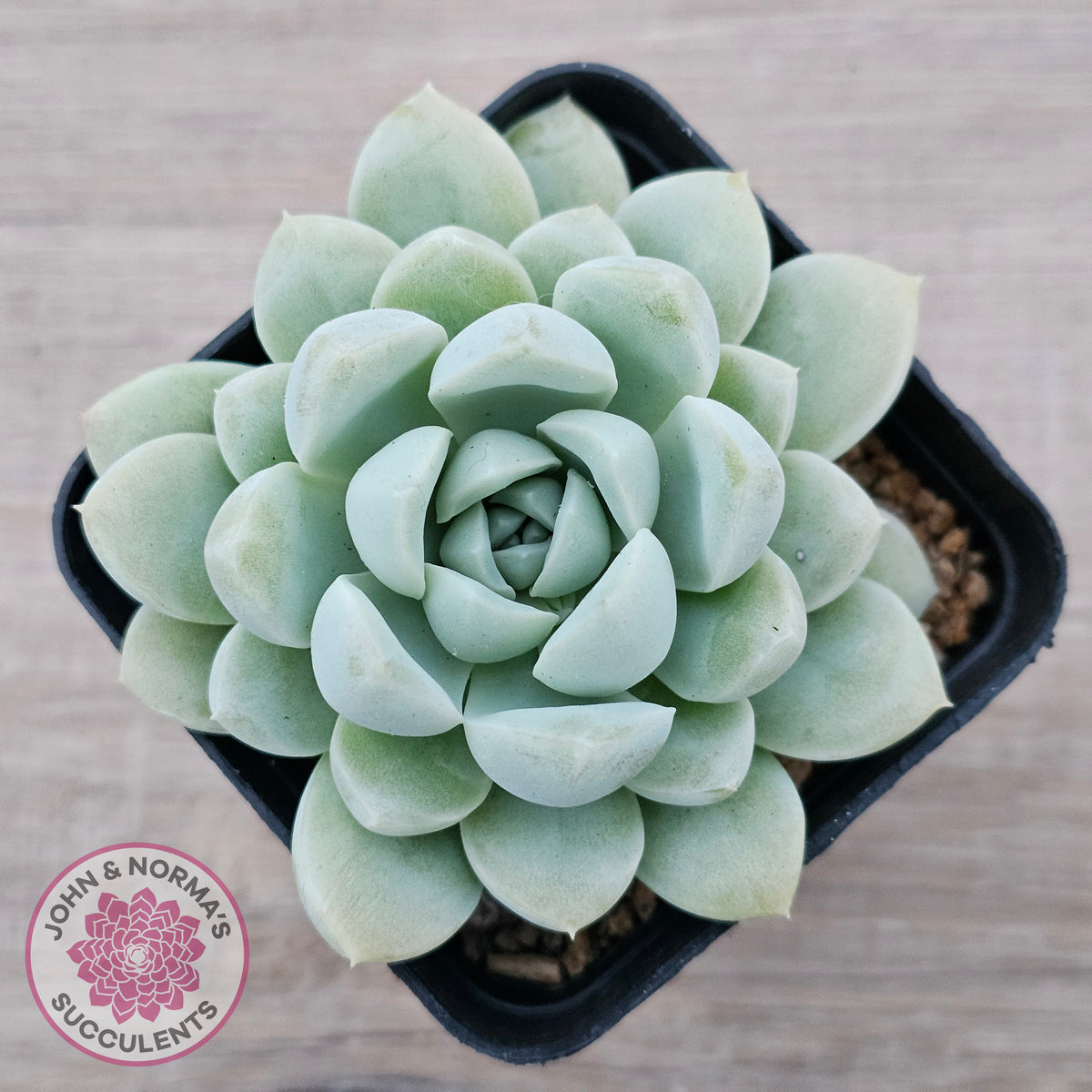 Echeveria 'Cream Jade'