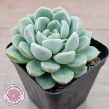 Load image into Gallery viewer, Echeveria 'Cream Jade'
