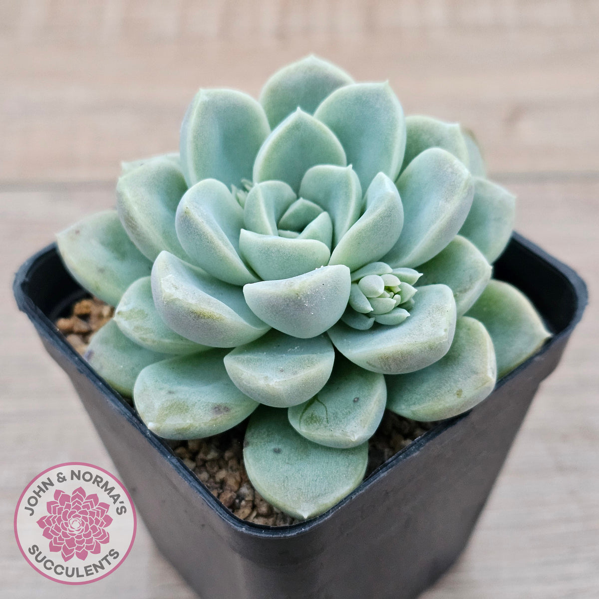 Echeveria 'Cream Jade'