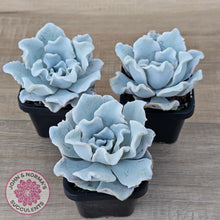 Load image into Gallery viewer, Echeveria Crispate Beauty