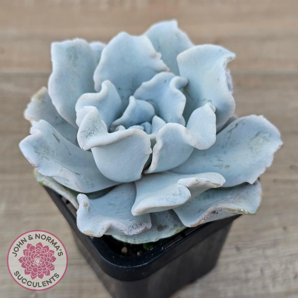 Echeveria Crispate Beauty