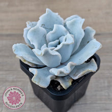Load image into Gallery viewer, Echeveria Crispate Beauty