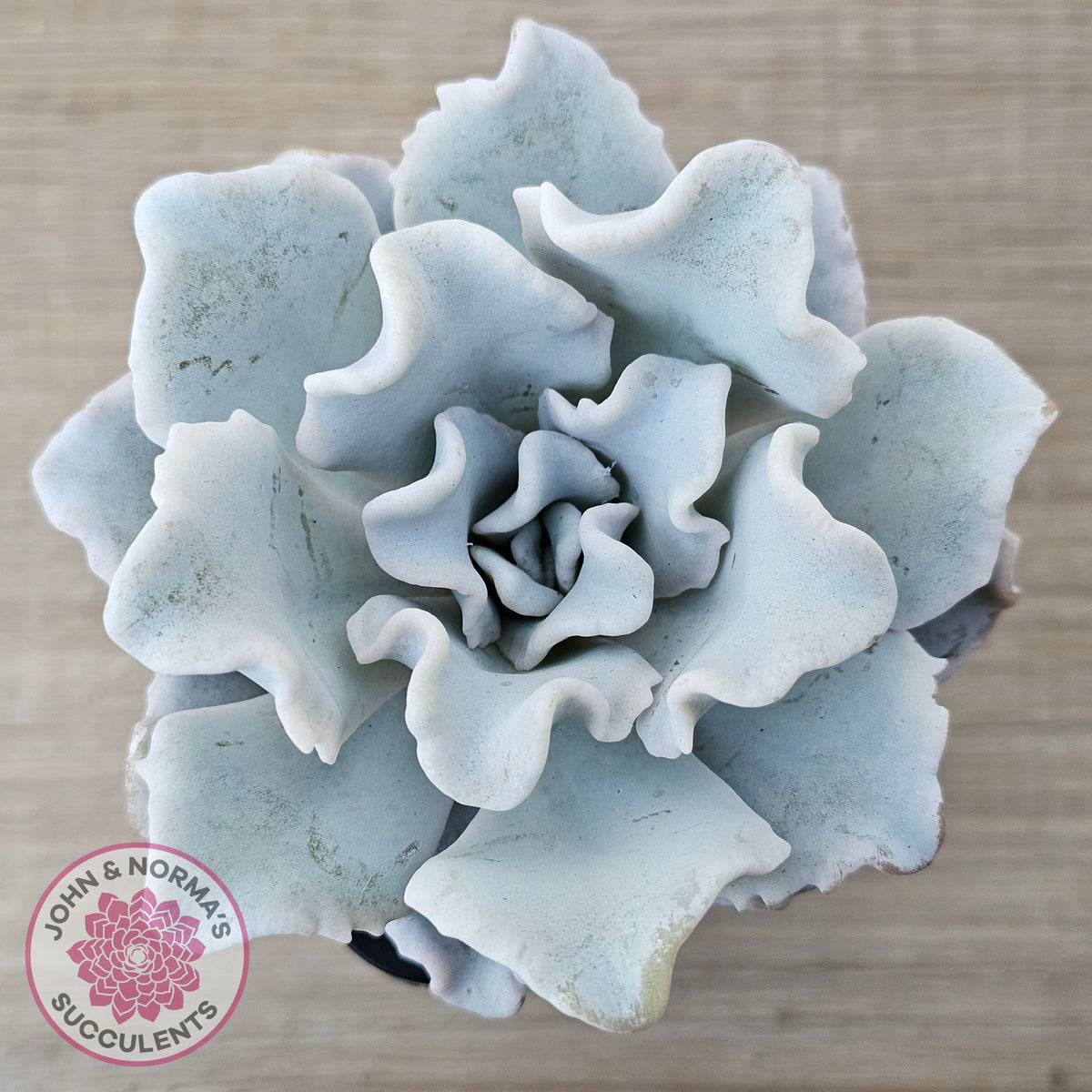 Echeveria Crispate Beauty