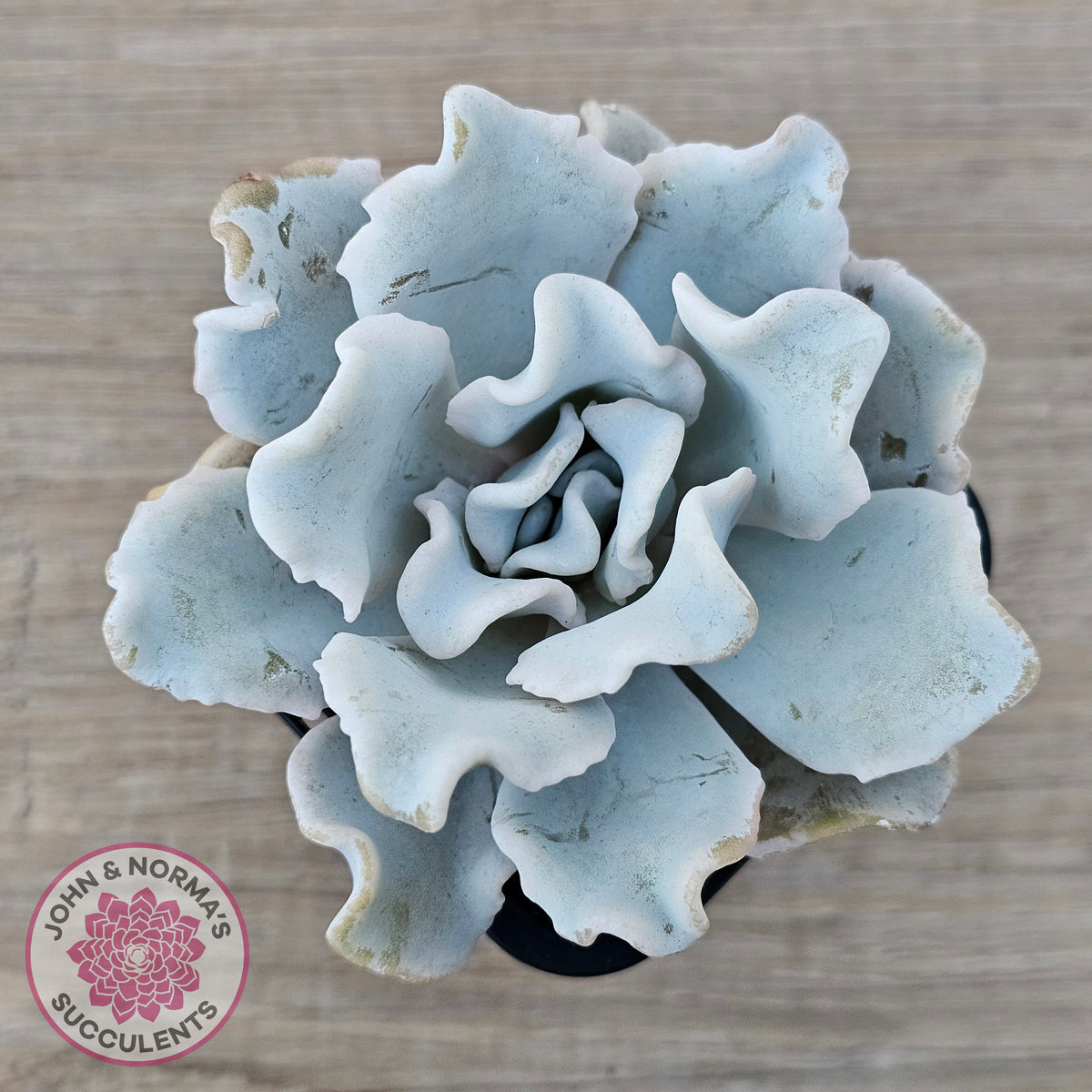 Echeveria Crispate Beauty