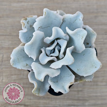 Load image into Gallery viewer, Echeveria Crispate Beauty