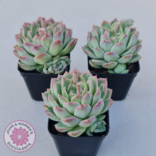Load image into Gallery viewer, Echeveria 'Crystal Queen' (w pup) - John & Norma's Succulents Australia