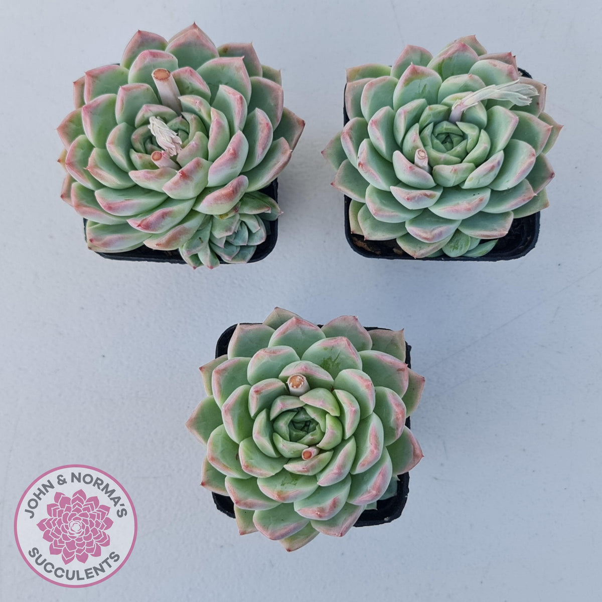Echeveria 'Crystal Queen'