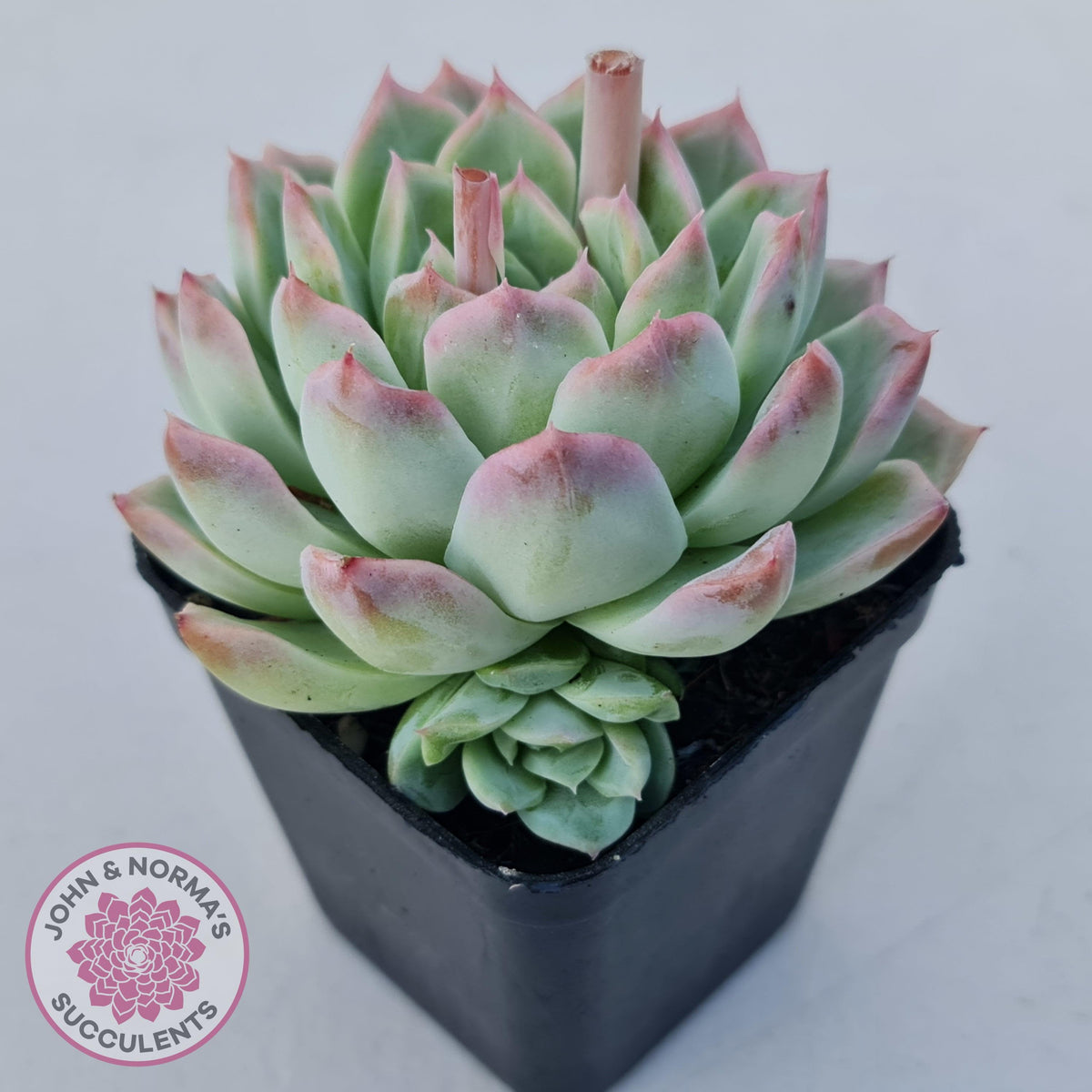 Echeveria 'Crystal Queen'