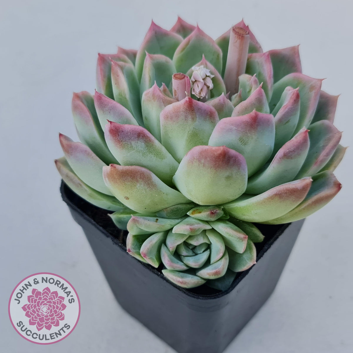 Echeveria 'Crystal Queen'