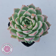 Load image into Gallery viewer, Echeveria 'Crystal Queen' (w pup) - John & Norma's Succulents Australia