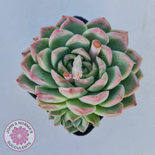 Load image into Gallery viewer, Echeveria 'Crystal Queen' (w pup) - John & Norma's Succulents Australia
