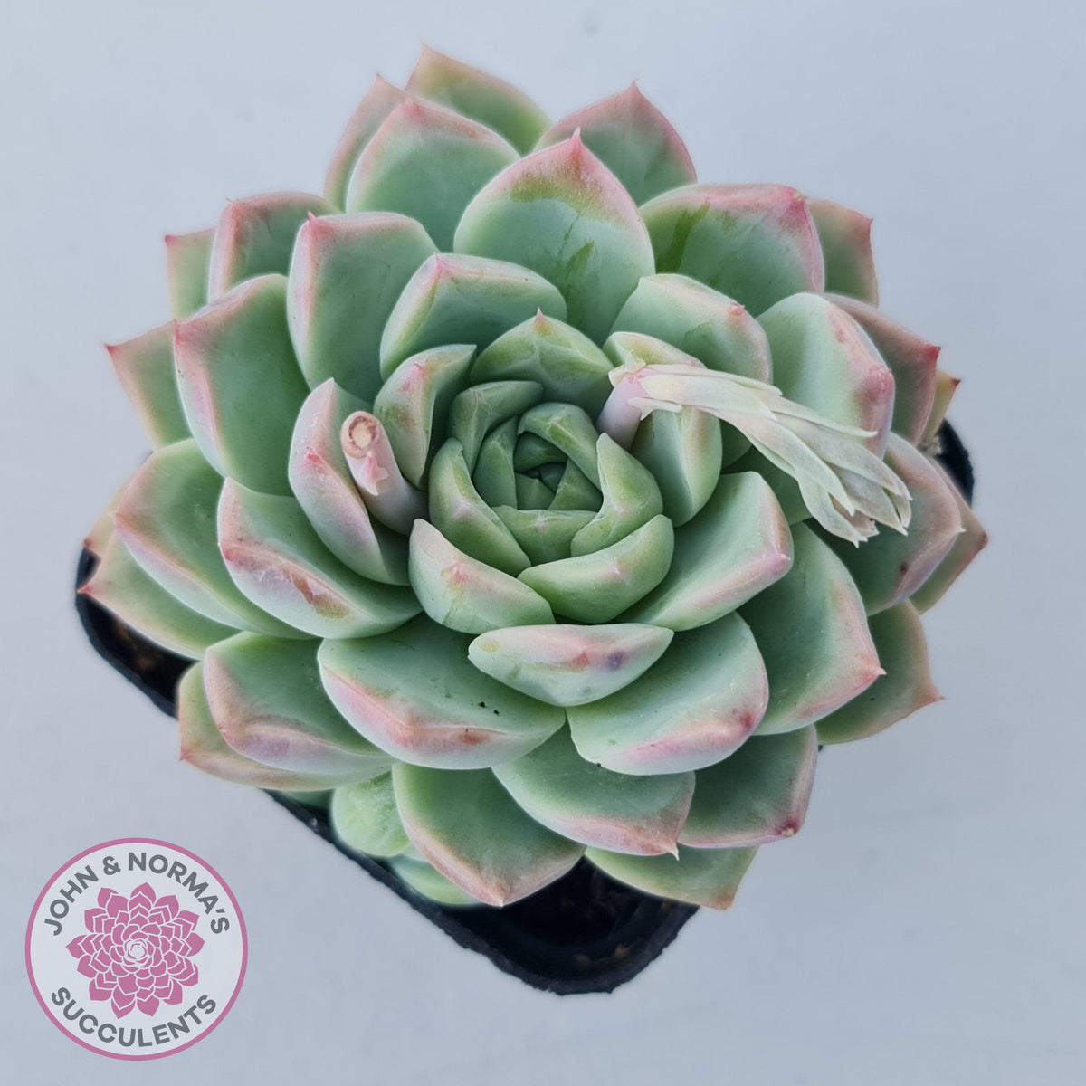 Echeveria 'Crystal Queen'