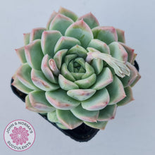 Load image into Gallery viewer, Echeveria 'Crystal Queen' (w pup) - John & Norma's Succulents Australia