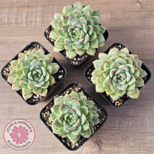 Load image into Gallery viewer, Echeveria 'Crystal Queen'