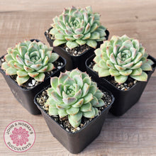 Load image into Gallery viewer, Echeveria 'Crystal Queen'
