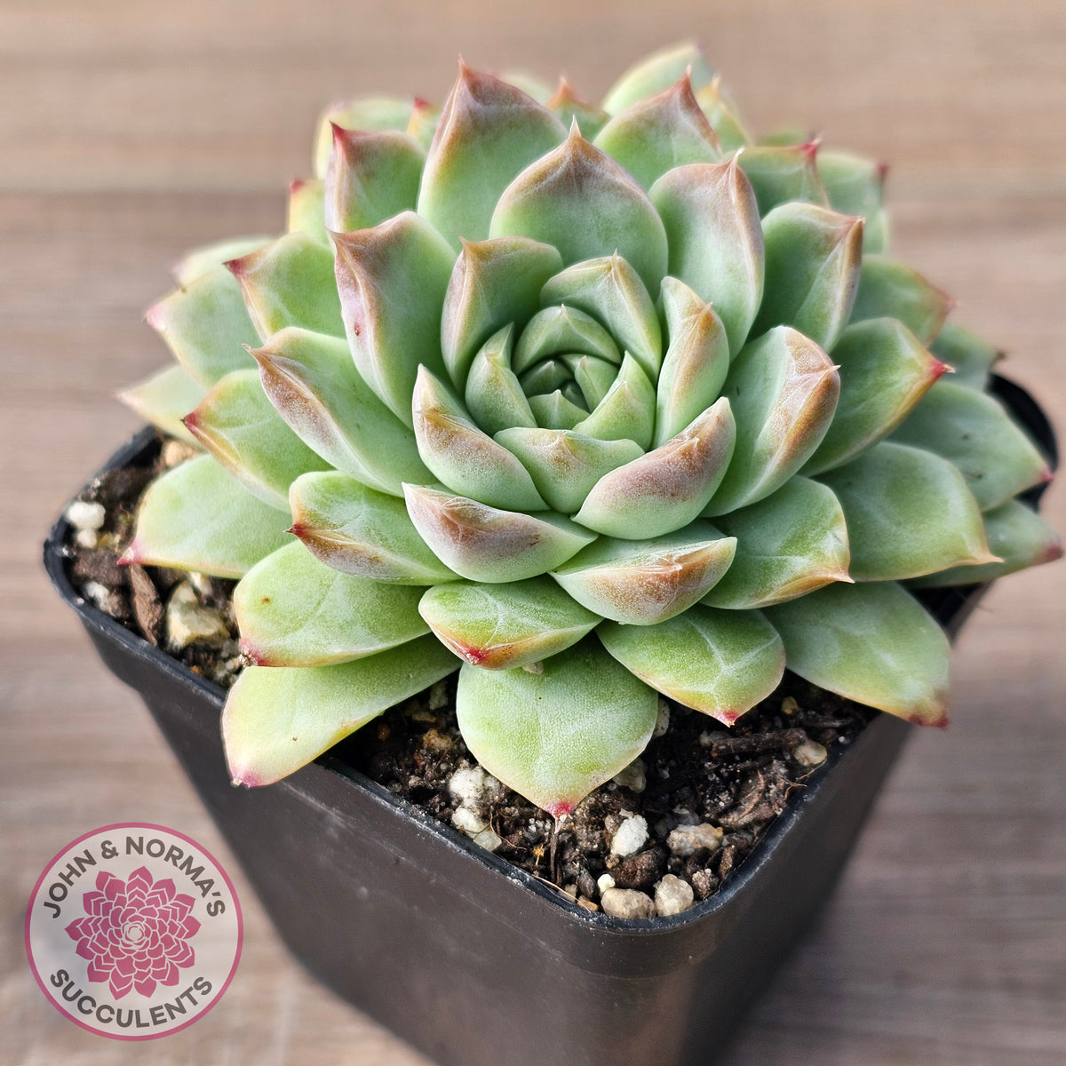 Echeveria 'Crystal Queen'