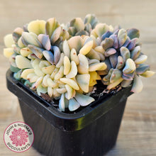 Load image into Gallery viewer, Echeveria 'Cubic Frost' Crest Variegata