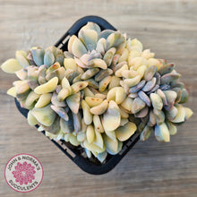 Load image into Gallery viewer, Echeveria 'Cubic Frost' Crest Variegata
