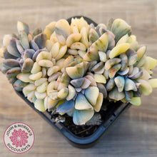 Load image into Gallery viewer, Echeveria 'Cubic Frost' Crest Variegata
