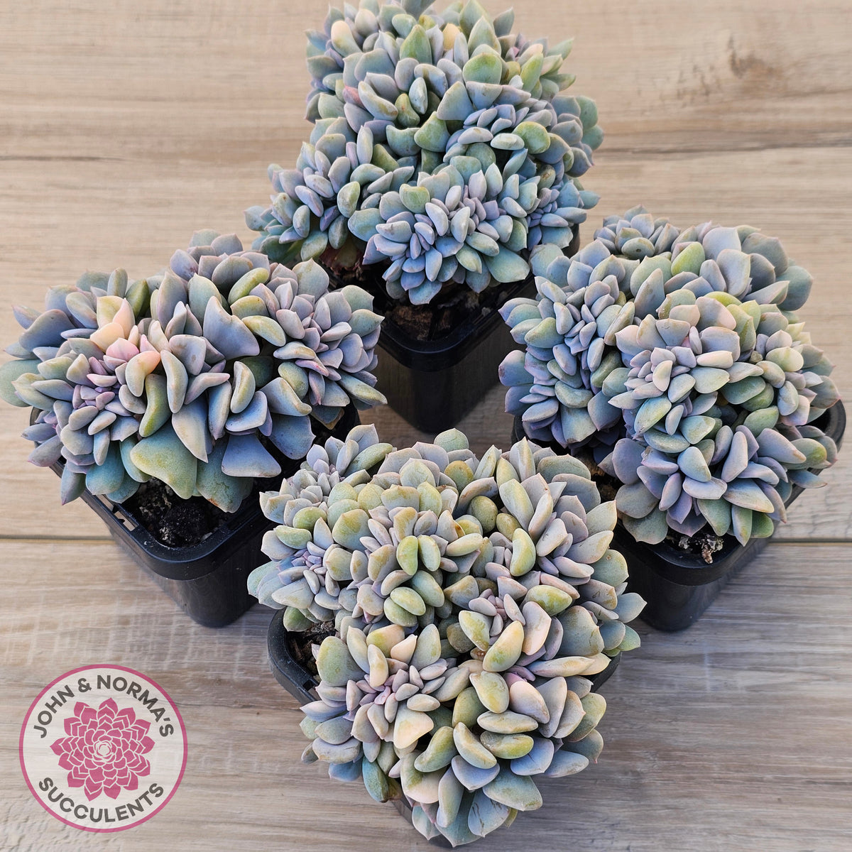 Echeveria 'Cubic Frost' Crest Variegata