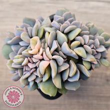Load image into Gallery viewer, Echeveria 'Cubic Frost' Crest Variegata