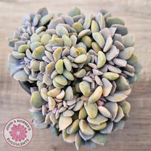 Load image into Gallery viewer, Echeveria 'Cubic Frost' Crest Variegata