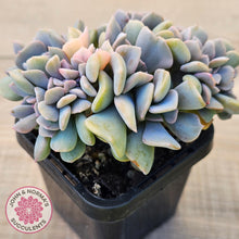 Load image into Gallery viewer, Echeveria 'Cubic Frost' Crest Variegata